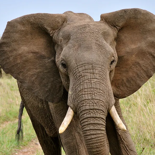 An elephant